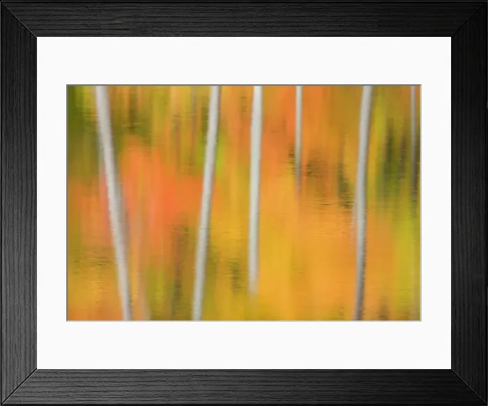 Framed Print : Autumn reflections in woodland pond, Muskoka, Ontario, Canada