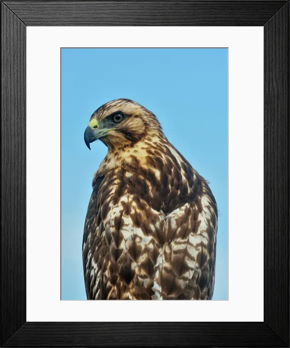 Framed Print : Galapagos Hawk (Buteo galapagoensis), Galapagos Islands National Park, Santa Fe Island, Ecuador Framed Print : Galapagos Hawk (Buteo galapagoensis), Galapagos Islands National Park, Santa Fe Island, Ecuador