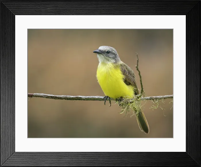 Framed Print : Grey-capped Flycatcher (Myiozetetes granadensis), Turrialba, Costa Rica Framed Print : Grey-capped Flycatcher (Myiozetetes granadensis), Turrialba, Costa Rica