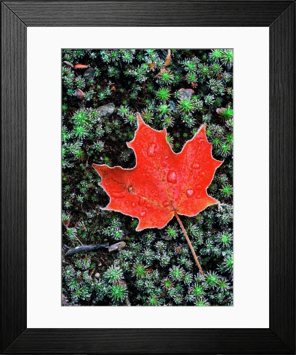Framed Print : Frost on an Autumn Sugar Maple leaf and haircap moss in Muskoka, Ontario, Canada Framed Print : Frost on an Autumn Sugar Maple leaf and haircap moss in Muskoka, Ontario, Canada