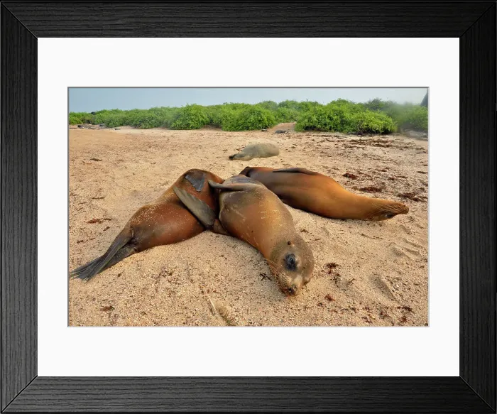 Framed Print : Galapagos sea lion (Zalophus wollebaeki), Galapagos Islands National Park, Espanola (Hood) Island, Punta Suarez, Ecuador Framed Print : Galapagos sea lion (Zalophus wollebaeki), Galapagos Islands National Park, Espanola (Hood) Island, Punta Suarez, Ecuador