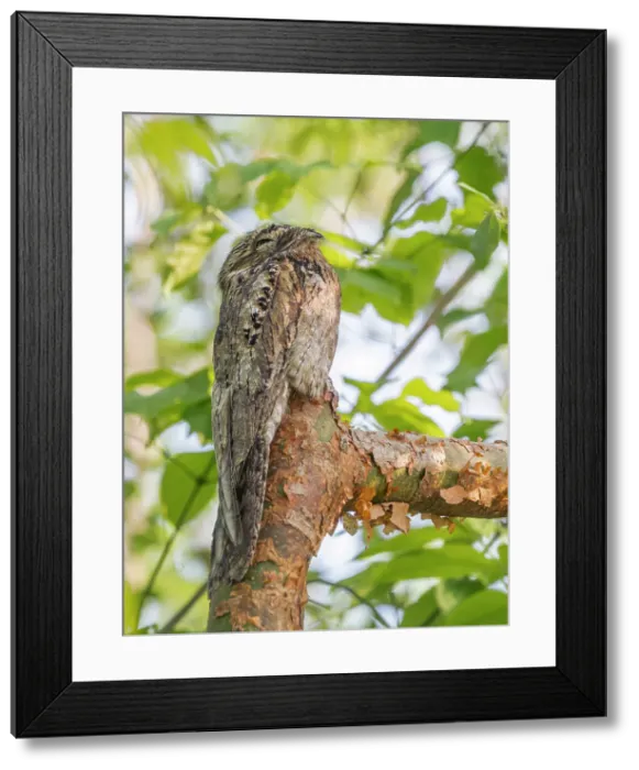 Framed Print : Common Potoo (Nyctibius griseus), Orotina, Costa Rica