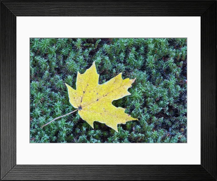 Framed Print : Frost on an Autumn Sugar Maple leaf and haircap moss in Muskoka, Ontario, Canada Framed Print : Frost on an Autumn Sugar Maple leaf and haircap moss in Muskoka, Ontario, Canada