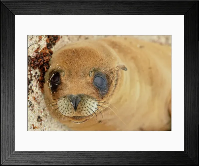 Framed Print : Galapagos sea lion (Zalophus wollebaeki), Galapagos Islands National Park, Espanola (Hood) Island, Punta Suarez, Ecuador Framed Print : Galapagos sea lion (Zalophus wollebaeki), Galapagos Islands National Park, Espanola (Hood) Island, Punta Suarez, Ecuador