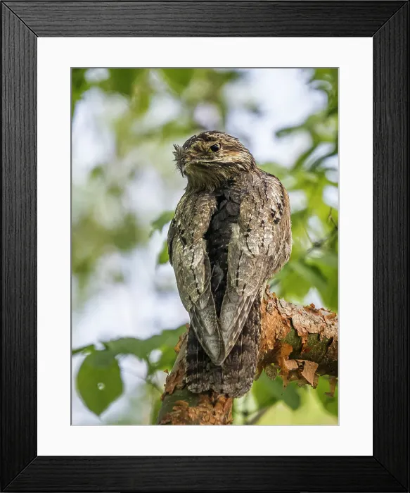 Framed Print : Common Potoo (Nyctibius griseus), Orotina, Costa Rica
