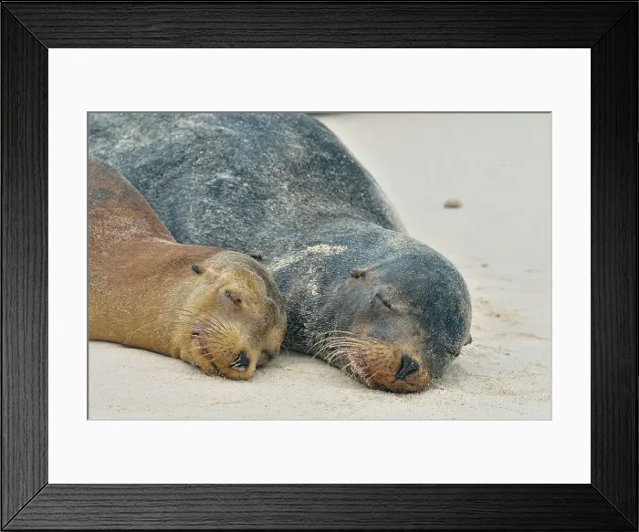 Framed Print : Galapagos sea lion (Zalophus wollebaeki), Galapagos Islands National Park, Espanola (Hood) Island, Punta Suarez, Ecuador