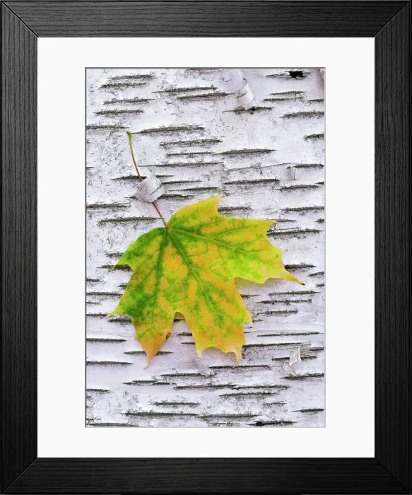 Framed Print : Autumn Sugar Maple Leaf caught in the bark of a white paper birch tree, Muskoka, Ontario, Canada