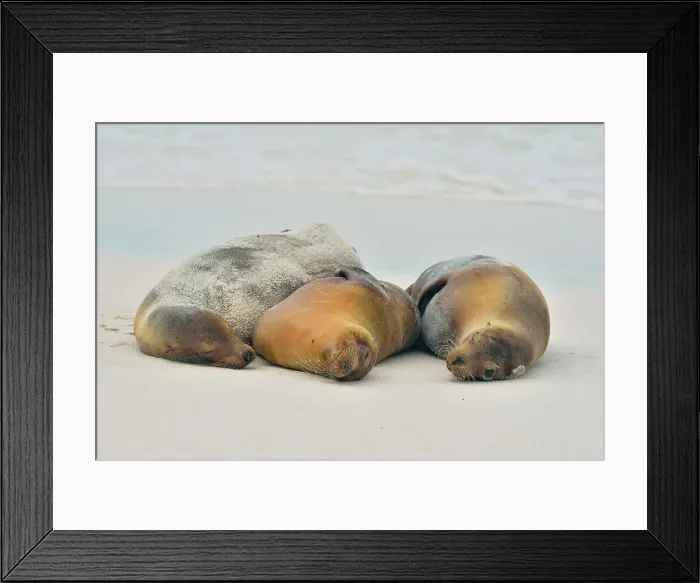 Framed Print : Galapagos sea lion (Zalophus wollebaeki), Galapagos Islands National Park, Espanola (Hood) Island, Punta Suarez, Ecuador Framed Print : Galapagos sea lion (Zalophus wollebaeki), Galapagos Islands National Park, Espanola (Hood) Island, Punta Suarez, Ecuador