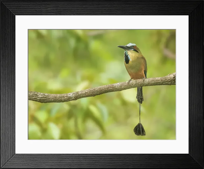 Framed Print : Turquoise-browed Motmot (Eumomota superciliosa), Orotina, Costa Rica