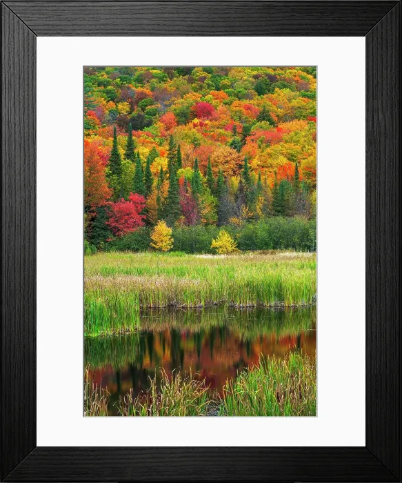 Framed Print : Autumn wetland near Dwight, Ontario, Canada Framed Print : Autumn wetland near Dwight, Ontario, Canada