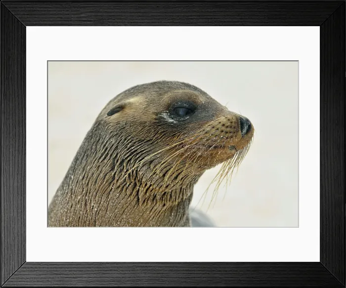 Framed Print : Galapagos sea lion (Zalophus wollebaeki), Galapagos Islands National Park, Espanola (Hood) Island, Punta Suarez, Ecuador Framed Print : Galapagos sea lion (Zalophus wollebaeki), Galapagos Islands National Park, Espanola (Hood) Island, Punta Suarez, Ecuador