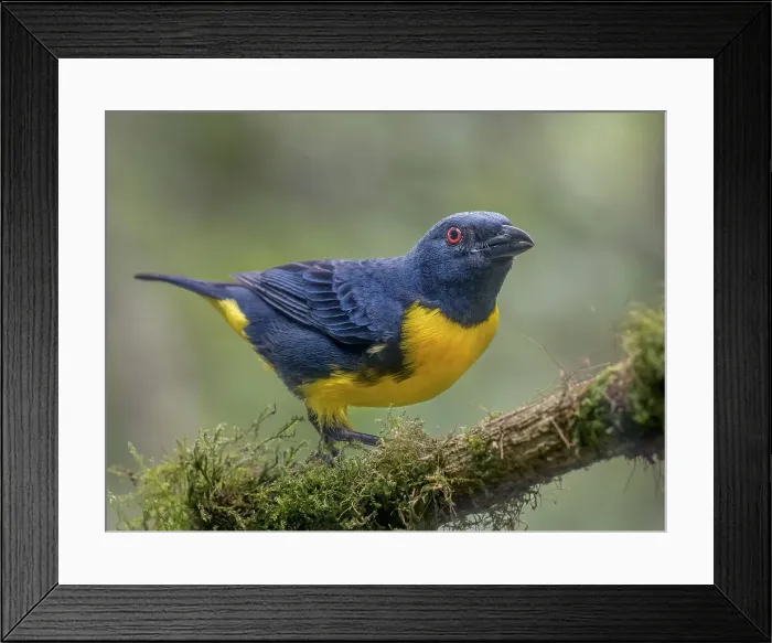 Framed Print : Blue and Gold Tanager (Bangsia arcaei), Orotina, Costa Rica Framed Print : Blue and Gold Tanager (Bangsia arcaei), Orotina, Costa Rica