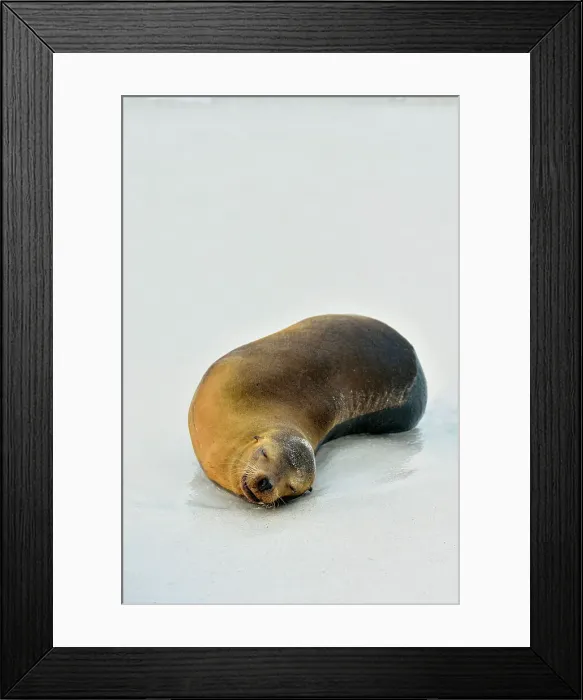 Framed Print : Galapagos sea lion (Zalophus wollebaeki), Galapagos Islands National Park, Espanola (Hood) Island, Punta Suarez, Ecuador Framed Print : Galapagos sea lion (Zalophus wollebaeki), Galapagos Islands National Park, Espanola (Hood) Island, Punta Suarez, Ecuador