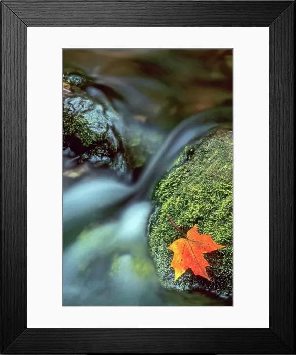 Framed Print : Autumn Sugar Maple leaf caught on a mossy rock in the Boyne River in the Beaver Valley near Flesherton, Ontario, Canada Framed Print : Autumn Sugar Maple leaf caught on a mossy rock in the Boyne River in the Beaver Valley near Flesherton, Ontario, Canada