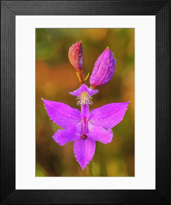 Framed Print : Grass Pink (Calopogon tuberosus), Muskoka, Ontario, Canada Framed Print : Grass Pink (Calopogon tuberosus), Muskoka, Ontario, Canada