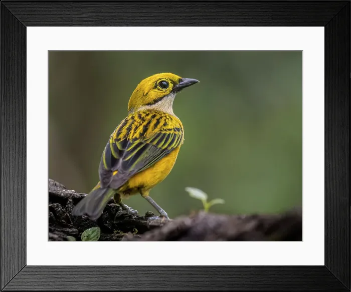 Framed Print : Silver-throated Tanager (Tangara icterocephala), Orotina, Costa Rica Framed Print : Silver-throated Tanager (Tangara icterocephala), Orotina, Costa Rica
