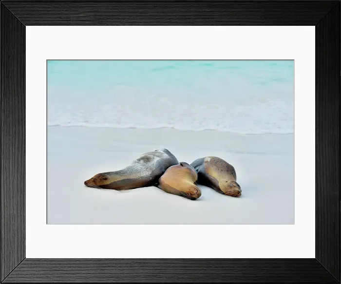 Framed Print : Galapagos sea lion (Zalophus wollebaeki), Galapagos Islands National Park, Espanola (Hood) Island, Gardner Bay, Ecuador Framed Print : Galapagos sea lion (Zalophus wollebaeki), Galapagos Islands National Park, Espanola (Hood) Island, Gardner Bay, Ecuador