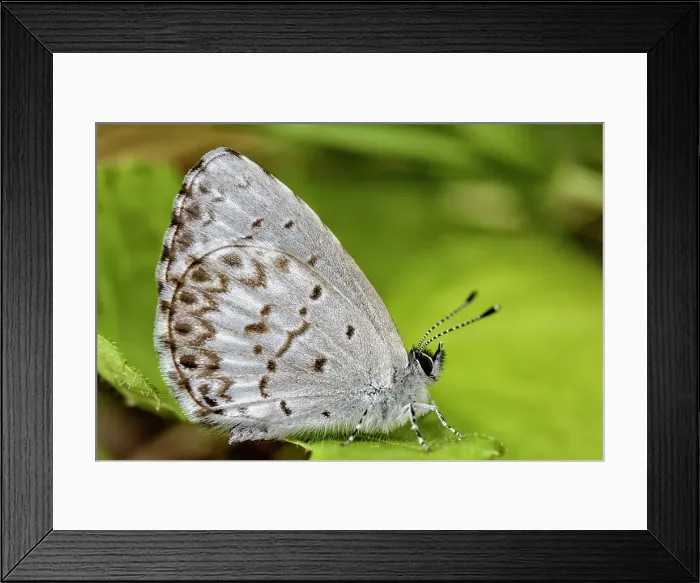 Framed Print : Spring Azure (Celastrina ladon), Muskoka, Ontario, Canada Framed Print : Spring Azure (Celastrina ladon), Muskoka, Ontario, Canada
