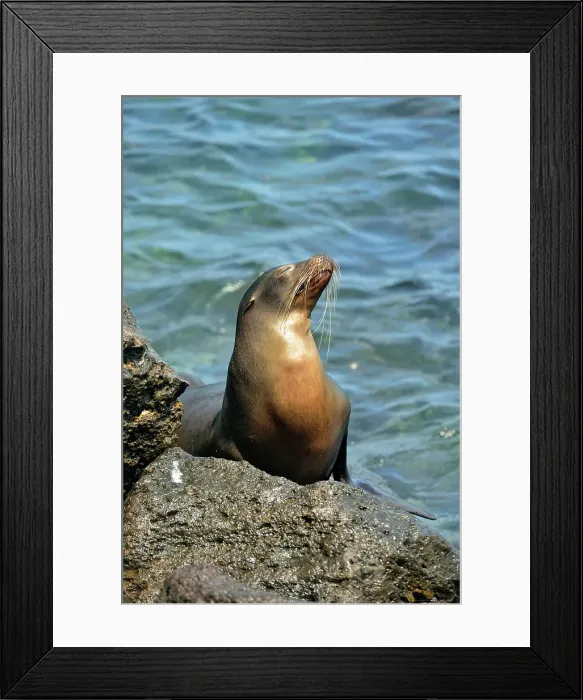 Framed Print : Galapagos sea lion (Zalophus wollebaeki) Along the waterfront, Puerto Baquerizo Moreno, San Cristobal Island, Ecuador Framed Print : Galapagos sea lion (Zalophus wollebaeki) Along the waterfront, Puerto Baquerizo Moreno, San Cristobal Island, Ecuador