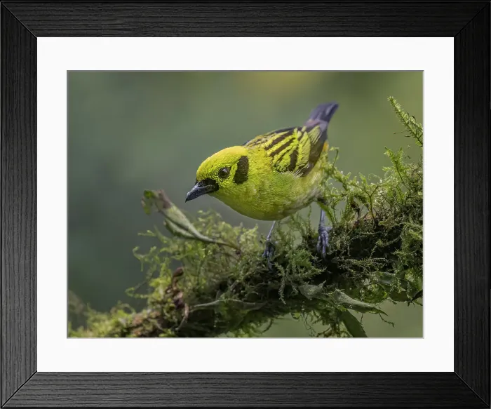 Framed Print : Emerald Tanager (Tangara florida), Orotina, Costa Rica Framed Print : Emerald Tanager (Tangara florida), Orotina, Costa Rica