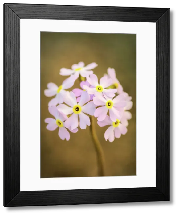 Framed Print : Bird's Eye Primrose (Primula farinosa) on the Niagara Escarpment on the Bruce Peninsula, Tobermory, Ontario, Canada Framed Print : Bird's Eye Primrose (Primula farinosa) on the Niagara Escarpment on the Bruce Peninsula, Tobermory, Ontario, Canada