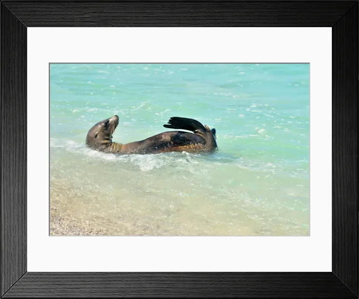 Framed Print : Galapagos sea lion (Zalophus wollebaeki) Youngsters playing in shallow surf, Puerto Baquerizo Moreno, San Cristobal Island, Ecuador Framed Print : Galapagos sea lion (Zalophus wollebaeki) Youngsters playing in shallow surf, Puerto Baquerizo Moreno, San Cristobal Island, Ecuador