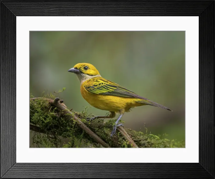 Framed Print : Silver-throated Tanager (Tangara icterocephala), Orotina, Costa Rica Framed Print : Silver-throated Tanager (Tangara icterocephala), Orotina, Costa Rica