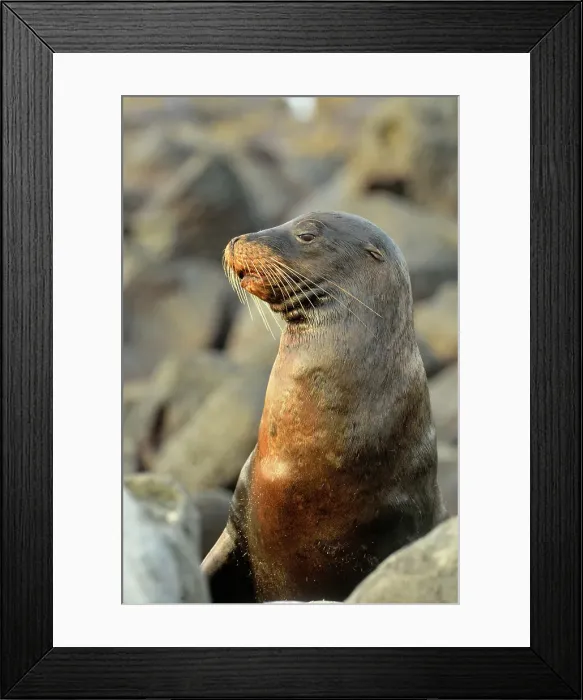 Framed Print : Galapagos sea lion (Zalophus wollebaeki), Galapagos Islands National Park, San Cristobal, Lobos Island, Ecuador Framed Print : Galapagos sea lion (Zalophus wollebaeki), Galapagos Islands National Park, San Cristobal, Lobos Island, Ecuador