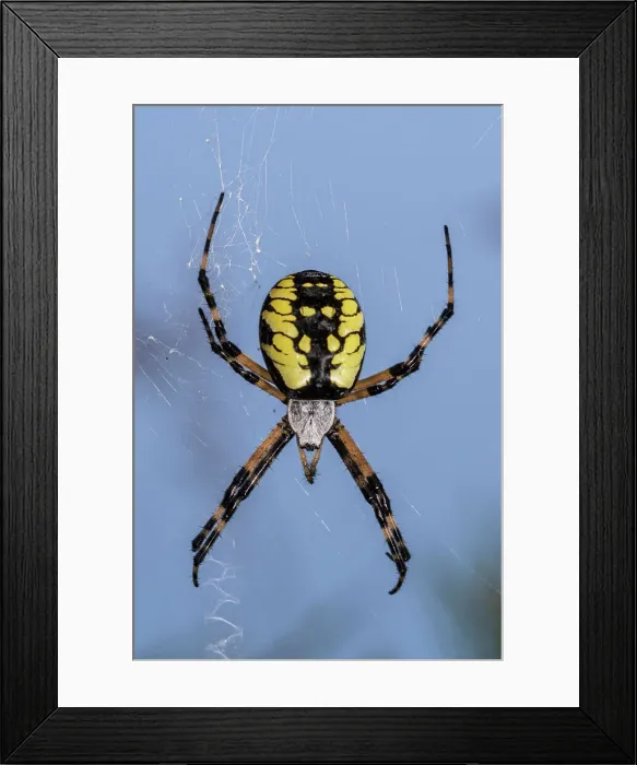 Framed Print : Black and Yellow Garden Spider (Argiope aurantia), Thornton, Ontario, Canada
