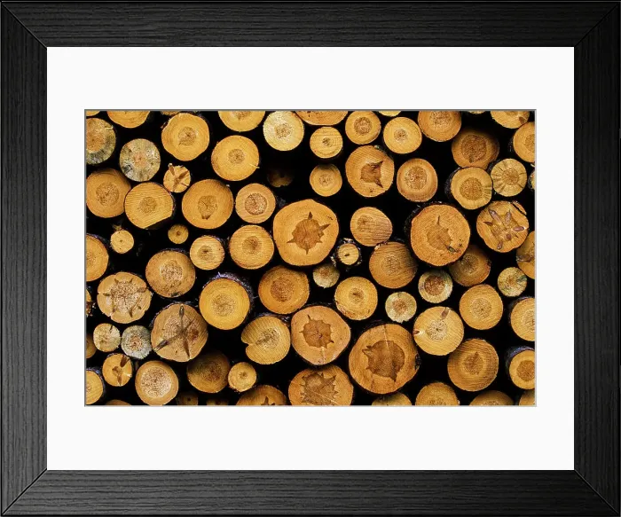 Framed Print : Harvested Logs, Bradford, Ontario, Canada