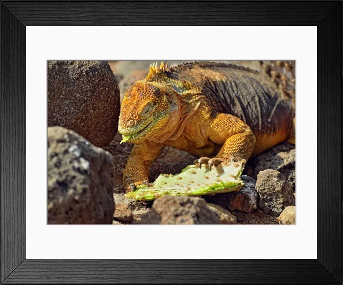 Framed Print : Galapagos land iguana (Conolophus subcristatus), Galapagos Islands National Park, North Seymore Is. Ecuador Framed Print : Galapagos land iguana (Conolophus subcristatus), Galapagos Islands National Park, North Seymore Is. Ecuador
