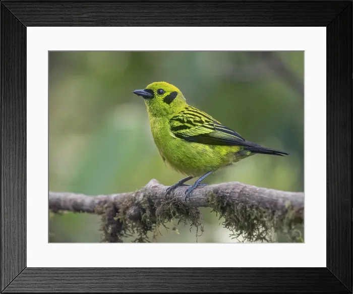 Framed Print : Emerald Tanager (Tangara florida), Orotina, Costa Rica Framed Print : Emerald Tanager (Tangara florida), Orotina, Costa Rica