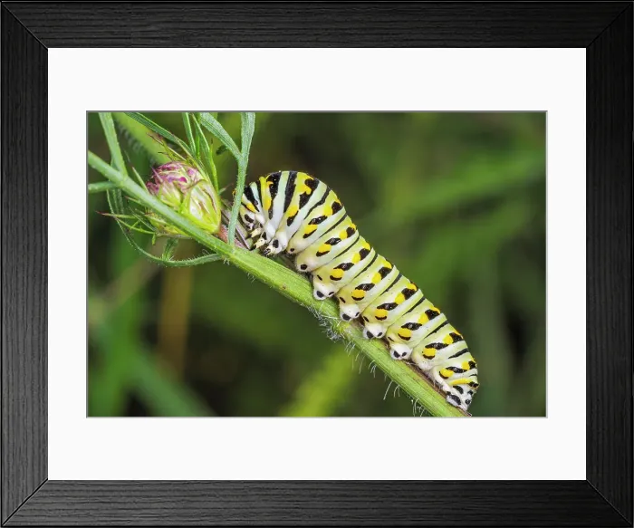 Framed Print : Eastern Black Swallowtail (Papilio polyxenes) caterpillar. Thornton, Ontario, Canada Framed Print : Eastern Black Swallowtail (Papilio polyxenes) caterpillar. Thornton, Ontario, Canada