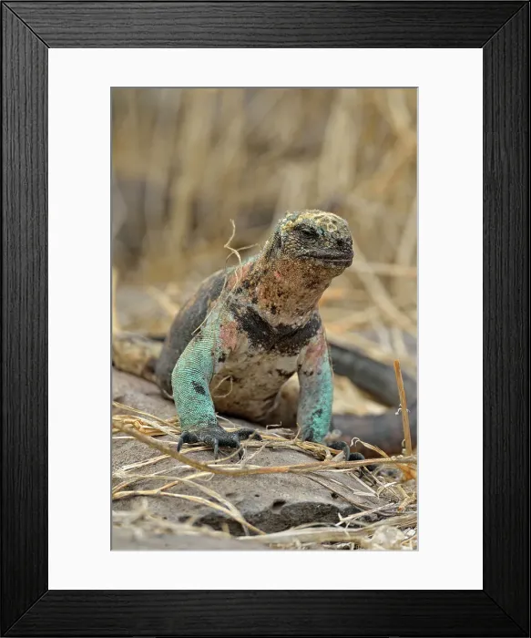 Framed Print : Marine iguana (Amblyrhynchus cristatus), Galapagos Islands National Park, Espanola (Hood) Island, Punta Suarez, Ecuador Framed Print : Marine iguana (Amblyrhynchus cristatus), Galapagos Islands National Park, Espanola (Hood) Island, Punta Suarez, Ecuador