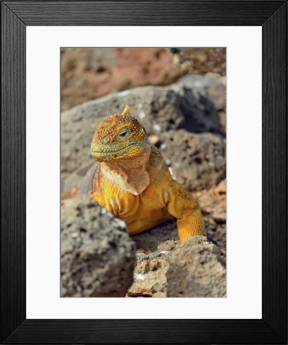 Framed Print : Galapagos land iguana (Conolophus subcristatus), Galapagos Islands National Park, North Seymore Is. Ecuador Framed Print : Galapagos land iguana (Conolophus subcristatus), Galapagos Islands National Park, North Seymore Is. Ecuador