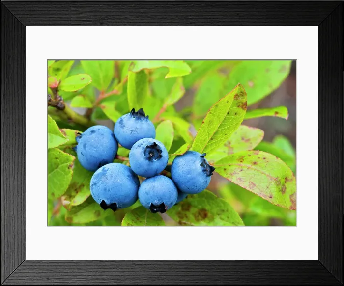 Framed Print : Wild Low Bush Blueberry (Vaccinium angustifolium), Sudbury, Ontario, Canada Framed Print : Wild Low Bush Blueberry (Vaccinium angustifolium), Sudbury, Ontario, Canada
