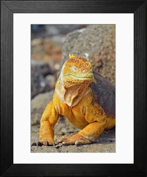 Framed Print : Galapagos land iguana (Conolophus subcristatus), Galapagos Islands National Park, North Seymore Is. Ecuador Framed Print : Galapagos land iguana (Conolophus subcristatus), Galapagos Islands National Park, North Seymore Is. Ecuador