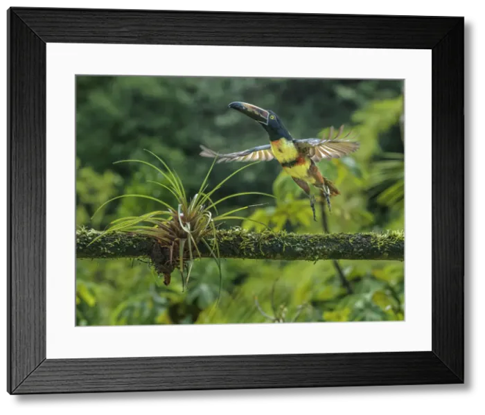 Framed Print : Collared Aracari (Pteroglossus torquatus), Boca Tapada, Alajuela, Costa Rica Framed Print : Collared Aracari (Pteroglossus torquatus), Boca Tapada, Alajuela, Costa Rica
