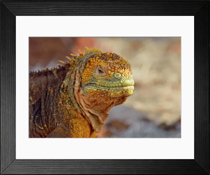 Framed Print : Galapagos land iguana (Conolophus subcristatus), Galapagos Islands National Park, North Seymore Is. Ecuador Framed Print : Galapagos land iguana (Conolophus subcristatus), Galapagos Islands National Park, North Seymore Is. Ecuador