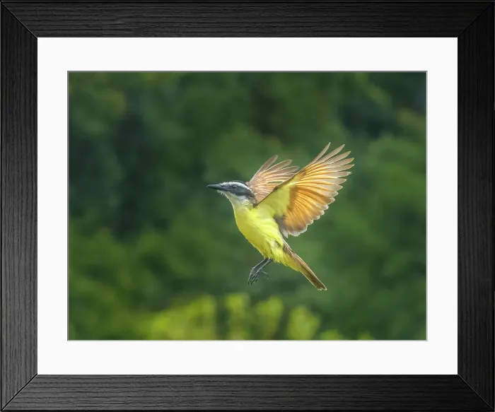 Framed Print : Great Kiskadee (Pitangus sulphuratus) in flight, Boca Tapada, Alajuela, Costa Rica Framed Print : Great Kiskadee (Pitangus sulphuratus) in flight, Boca Tapada, Alajuela, Costa Rica