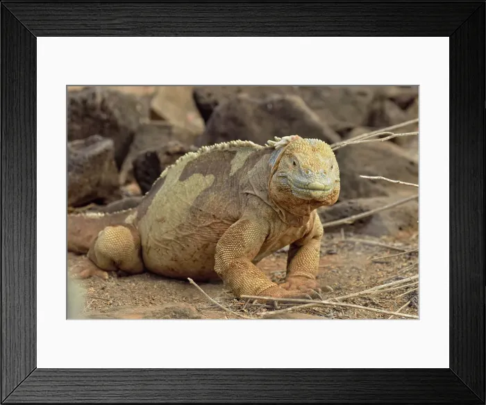 Framed Print : Galapagos land iguana (Conolophus subcristatus), Galapagos Islands National Park, Santa Fe Island, Ecuador Framed Print : Galapagos land iguana (Conolophus subcristatus), Galapagos Islands National Park, Santa Fe Island, Ecuador