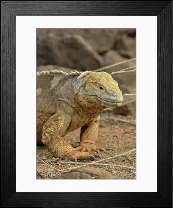 Framed Print : Galapagos land iguana (Conolophus subcristatus), Galapagos Islands National Park, Santa Fe Island, Ecuador Framed Print : Galapagos land iguana (Conolophus subcristatus), Galapagos Islands National Park, Santa Fe Island, Ecuador