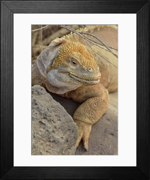 Framed Print : Galapagos land iguana (Conolophus subcristatus), Galapagos Islands National Park, Santa Fe Island, Ecuador Framed Print : Galapagos land iguana (Conolophus subcristatus), Galapagos Islands National Park, Santa Fe Island, Ecuador