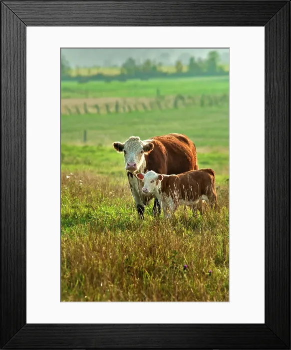 Framed Print : Hereford with calf in pasture, Thornton, Ontario, Canada Framed Print : Hereford with calf in pasture, Thornton, Ontario, Canada