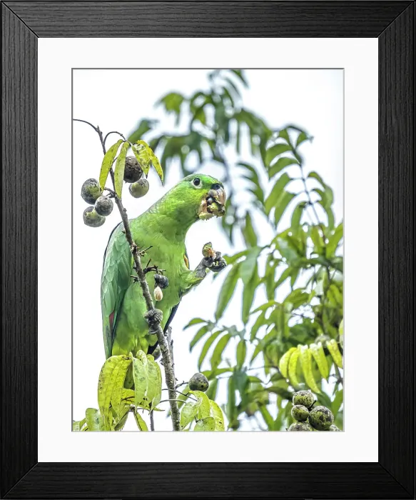 Framed Print : Mealy Parrot (Amazona farinosa), Boca Tapada, Alajuela, Costa Rica