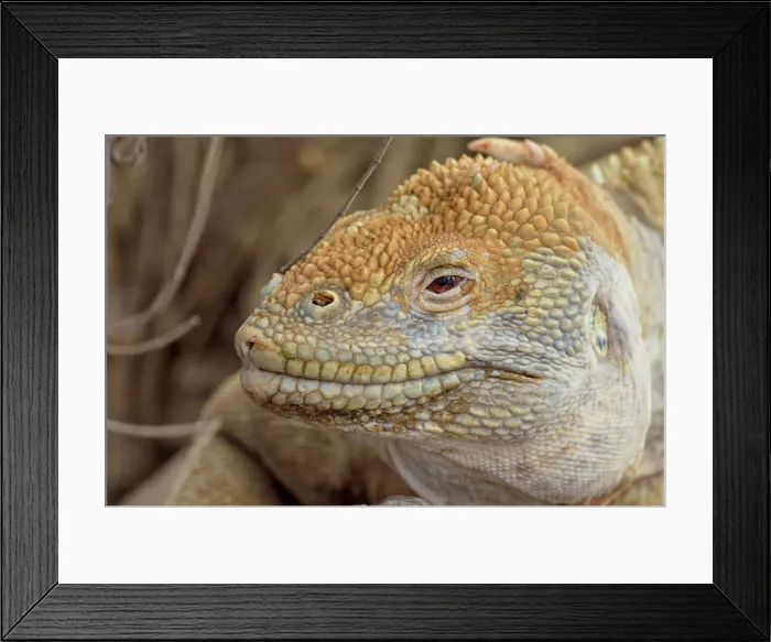 Framed Print : Galapagos land iguana (Conolophus subcristatus), Galapagos Islands National Park, Santa Fe Island, Ecuador Framed Print : Galapagos land iguana (Conolophus subcristatus), Galapagos Islands National Park, Santa Fe Island, Ecuador