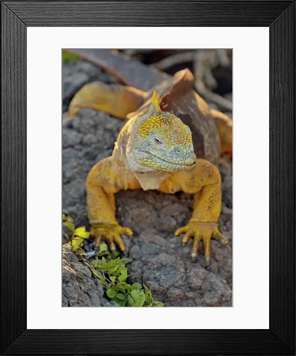 Framed Print : Galapagos land iguana (Conolophus subcristatus), Galapagos Islands National Park, South Plaza Island, Ecuador Framed Print : Galapagos land iguana (Conolophus subcristatus), Galapagos Islands National Park, South Plaza Island, Ecuador