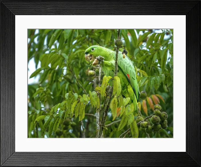 Framed Print : Mealy Parrot (Amazona farinosa), Boca Tapada, Alajuela, Costa Rica Framed Print : Mealy Parrot (Amazona farinosa), Boca Tapada, Alajuela, Costa Rica