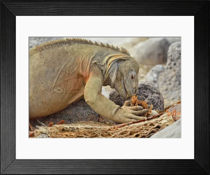 Framed Print : Galapagos land iguana (Conolophus subcristatus) Eating dry cactus, Galapagos Islands National Park, Santa Fe Island, Ecuador Framed Print : Galapagos land iguana (Conolophus subcristatus) Eating dry cactus, Galapagos Islands National Park, Santa Fe Island, Ecuador