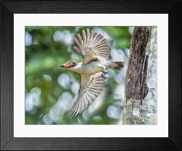 Framed Print : Masked Tityra (Tityra semifasciata) flying out from cavity nest, Boca Tapada, Costa Rica Framed Print : Masked Tityra (Tityra semifasciata) flying out from cavity nest, Boca Tapada, Costa Rica